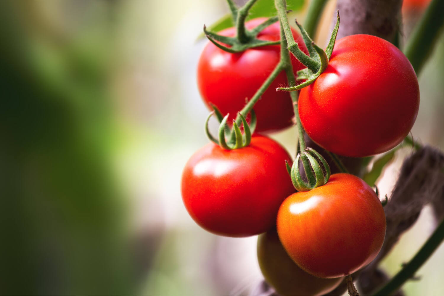 Tomaten C verpakt 500gr stuk 2